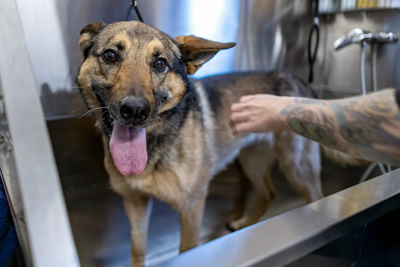 A happy dog in a grooming tub