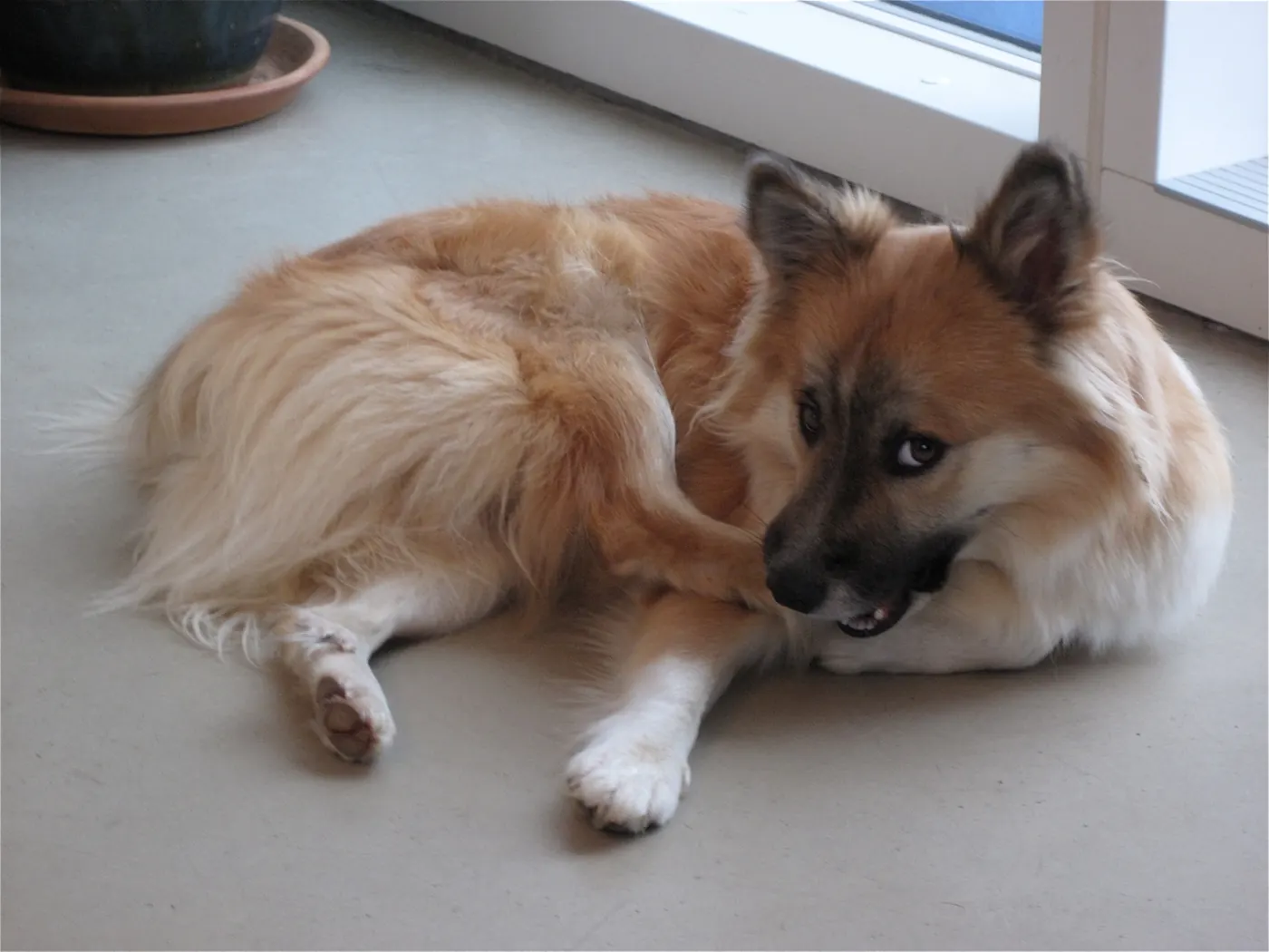 A fluffy dog resting on the floor